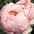 Roze - Engelse roos - Auswonder